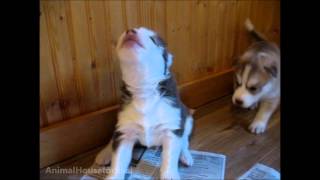 Husky Puppies Discover Howling [upl. by Oalsecnew399]