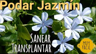 Cómo podar un Jazmín transplantar un jazmín Poda de jazmines Plantar jazmin sanear jazmin cuidados [upl. by Gawain]