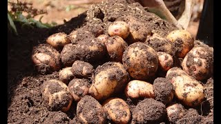 The Easiest and Fastest Way to Grow Potatoes in Sacks at Home [upl. by Prudi]