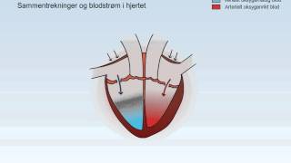 Sirkulasjonssystemet [upl. by Timmi]