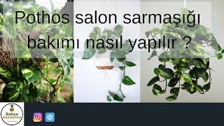 Pothos Salon Sarmaşığı Bakımı Nasıl Yapılır [upl. by Jaf470]