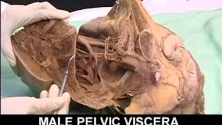 AnatomyPelvis and Perineum Videos1 [upl. by Yrdnal788]