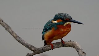 EP24 kingfisher Bird Eat welleaten fish  Review Bird Nest [upl. by Pang]