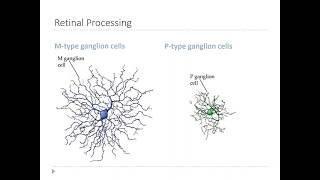 OSSM Neuro Chapter 9  Retinal Ganglion cells [upl. by Gettings]