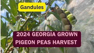 2024 Pigeon Peas Harvest [upl. by Hibbitts667]