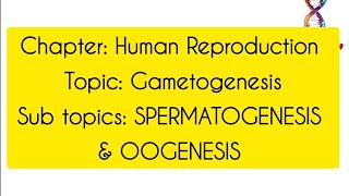 GametogenesisClass12th BiologyHuman Reproduction [upl. by Sherwynd980]