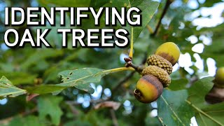 Identifying Oaks  White and Red Oaks [upl. by Eliades]