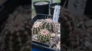 Echinocereus viridiflorus Taos co USA 🌱 fromseed cactus cacti echinocereus plants winter [upl. by Ardek221]