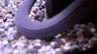 Caecilian Breeding [upl. by Odrude292]