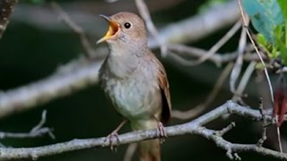 Burung Master  Sikatan Londo Nightingale [upl. by Hess]