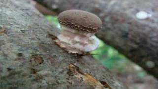 Growing Shiitake mushrooms in New Brunswick Canada part 2 of 2 [upl. by Toomin]