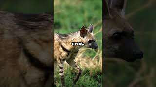 The Gentle and Mysterious Aardwolf aardwolf animalfacts animalkingdom wildlife Africa [upl. by Aidnic]