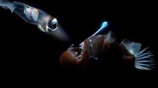 Deep Sea Creatures Exhibit Bioluminescence  Blue Planet  BBC Earth [upl. by Bondie]