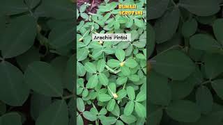 Begini Arachis Pintoi Tanaman Penyubur Tanah teknologipertanian berkebun [upl. by Karel]