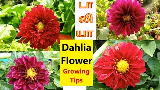 Growing dahlias at home in tamil  How to grow dahlia flower in maadi thottam  dalia tubers [upl. by Nelyk952]