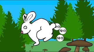 Nitrogen Cycle Grade 9 Science Ecology [upl. by Nwahshar]