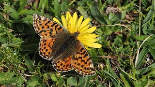 motyl dostojka pales  Boloria pales Shepherds Fritillary butterfly [upl. by Yona]