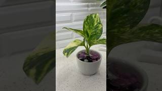 How to propagate Pothos homedecor indoorplants happiness showpiece gardening diy [upl. by Etnoved]