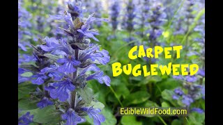 Carpet Bugleweed  A Common Mint [upl. by Delia]