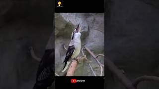 This Is The Scariest Bird Sounds 🤯 shorts shortvideo [upl. by Yrot733]