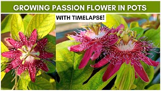 Growing Passion Flower Passiflora in Pots With Timelapse [upl. by Kursh514]