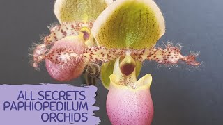 PAPHIOPEDILUM ORCHID  LEARN ALL SECRETS ABOUT PAHIOPEDILUM ORCHIDS FOR BETTER GROWTH  ROOT SECRETS [upl. by Grondin]