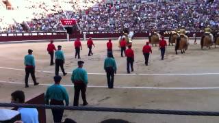 Intro to Bull Fights in Madrid [upl. by Alleacim]