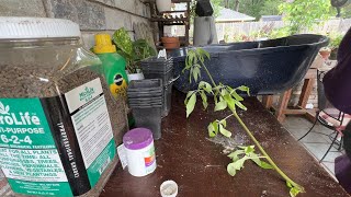 🌿 Pruning and Propagating Texas Lilac Tree AKA Vitex Tree [upl. by Frodeen33]