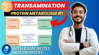 amino acid metabolism  transamination biochemistry metabolism  protein metabolism biochemistry [upl. by Pul]