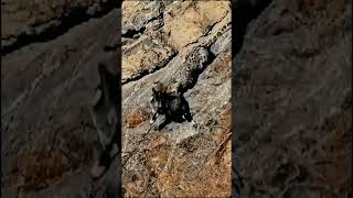 PART3 The ibex cub fall down snowleopard ibex mountains [upl. by Isaac]