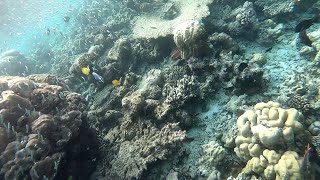 Komandoo Maldives  Sunrise Snorkeling [upl. by Darees]