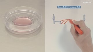 Why is copper essential for adherent cell culture kosheeka cellculture [upl. by Gwenette]