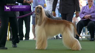 Afghan Hounds  Breed Judging 2023 [upl. by Dorrej]