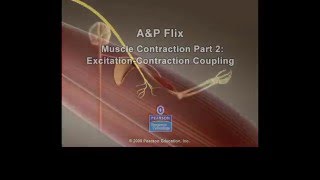 Muscle Excitation Contraction Coupling [upl. by May]