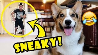 DANCING BEHIND CORGI DOG  WILL HE NOTICE  Life After College Ep 546 [upl. by Redmund]