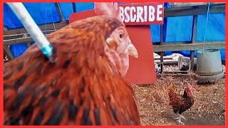 How To Deworm Chickens  Remove Mites And Lice From Chickens [upl. by Tortosa]