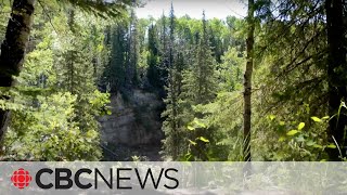 Canadas boreal forest is transforming due to climate change [upl. by Sonni]