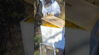 Beehive 10 feeding 1122024 [upl. by Jerry]