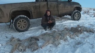 On the Trapline Ep2  Best Check so Far 7 Coyotes [upl. by Noe]