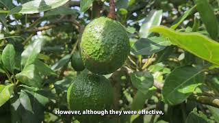 Impact Tools for Avocado Producers in Colombia [upl. by Charteris]