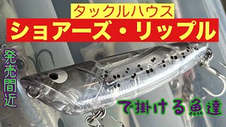 発売間近！ショアーズリップルで釣れる魚達 [upl. by Sanford489]