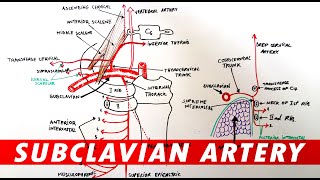 Anatomy  Subclavian artery branches [upl. by Bidget372]