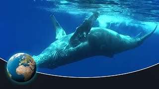 The fascinating world of the humpback whales [upl. by Rayham]