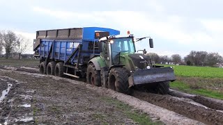 Bietenoogst 2024  Bietenhoop wegrijden in een natte zandpad met 2 Dezeures en Ropa Maus 5 [upl. by Whetstone]