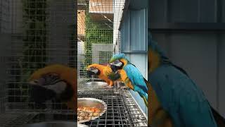 Macaw parrot [upl. by Ayar]