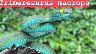 Trimeresurus macrops Large Eyed Pit Viper [upl. by Shotton]