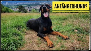 Ist der Dobermann ein Anfängerhund  als Ersthund geeignet [upl. by Nyrret]