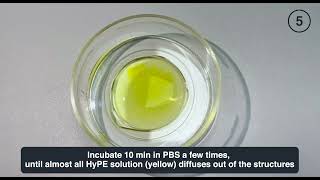 Tutorial Height control of PEG hydrogels with HyPE and PRIMO [upl. by Larson]