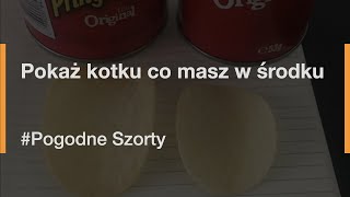 Pokaż kotku co masz w środku  Pogodne Szorty [upl. by Aviv]