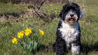 Caring for Senior Portuguese Water Dogs [upl. by Aviva]